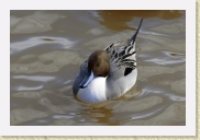 DSC_4169 Northern Pintail * 700 x 467 * (136KB)